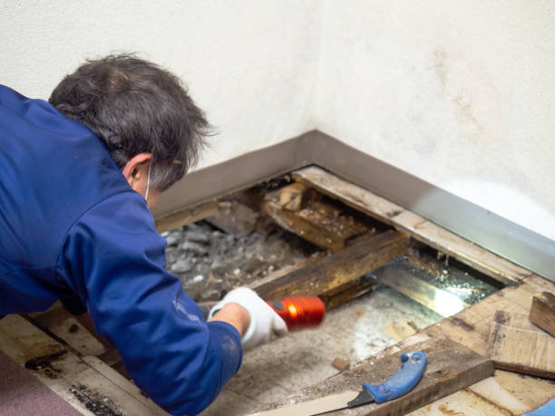 Best Mold Damage Repair  in Durham, CA
