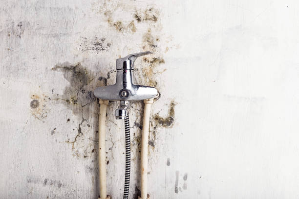 Best Mold Removal Near Me  in Durham, CA
