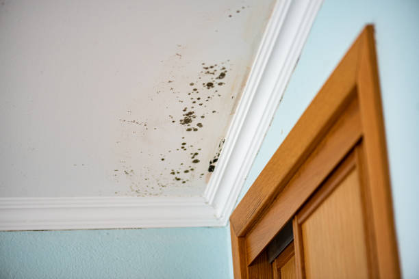 Best Toxic Mold Removal  in Durham, CA