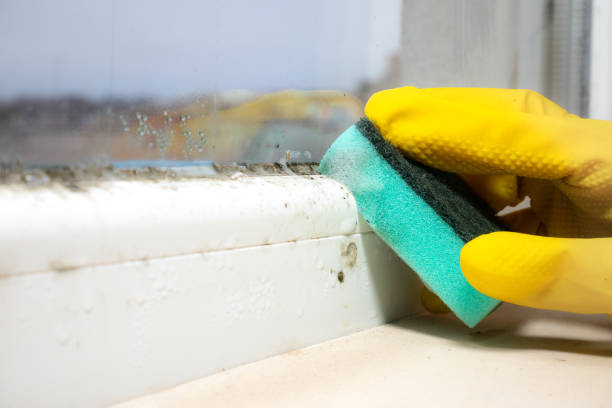 Best Attic Mold Removal  in Durham, CA