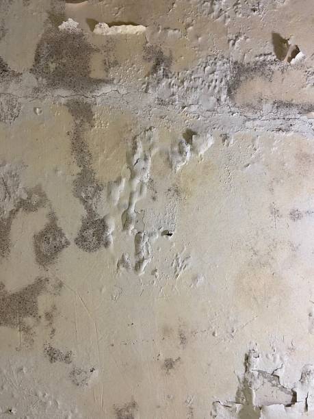 Best Mold Cleaning Services  in Durham, CA
