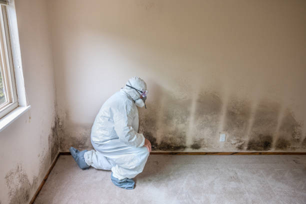 Professional Mold Removal in Durham, CA