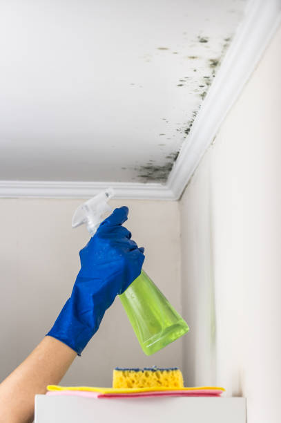 Best Mold Inspection  in Durham, CA
